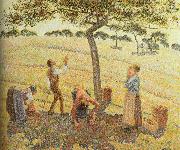 Camille Pissarro Pick  Apples oil